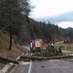 Un copac a cazut peste masina unui bacauan, care se deplasa spre Bistrita